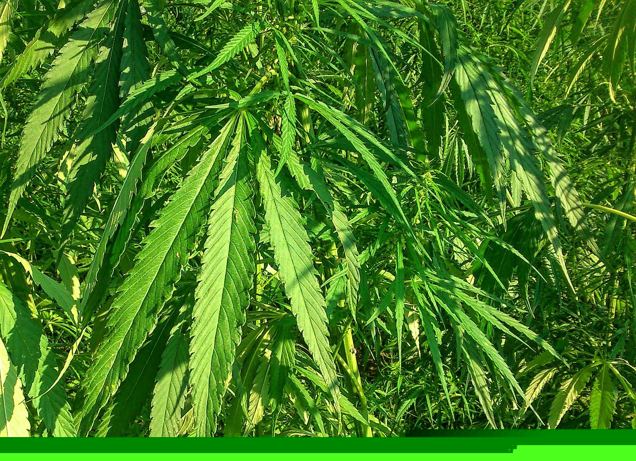 迅雷股价最新，迅雷股价动态解析：探究行业影响与未来展望