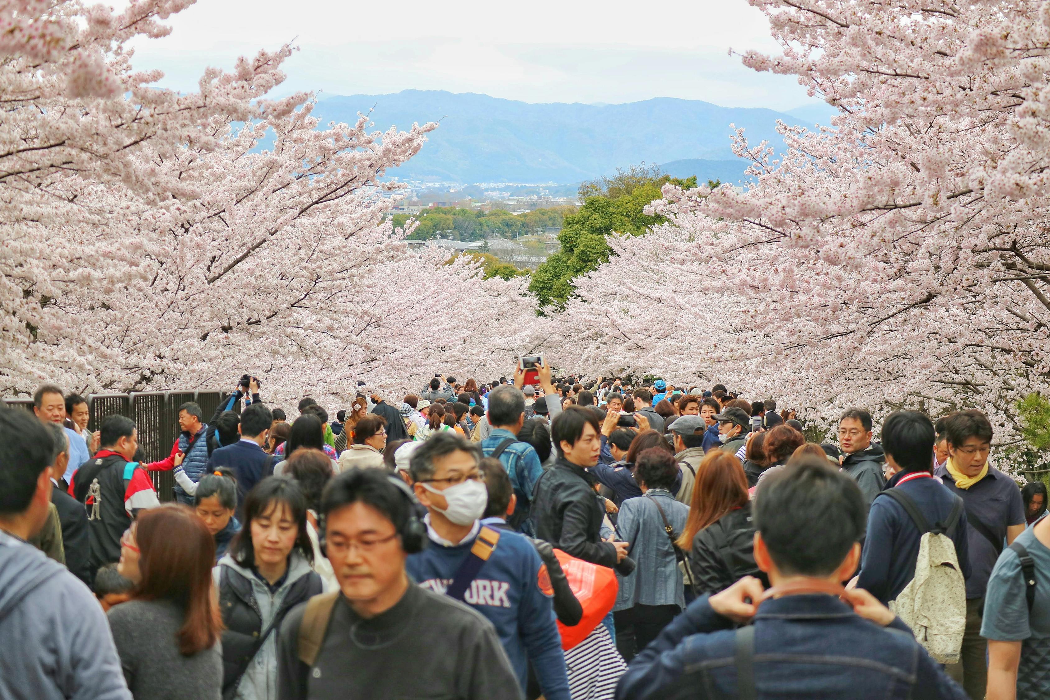 汝南花海最新信息，汝南花海：四季花海盛景与多彩文化活动的旅游指南