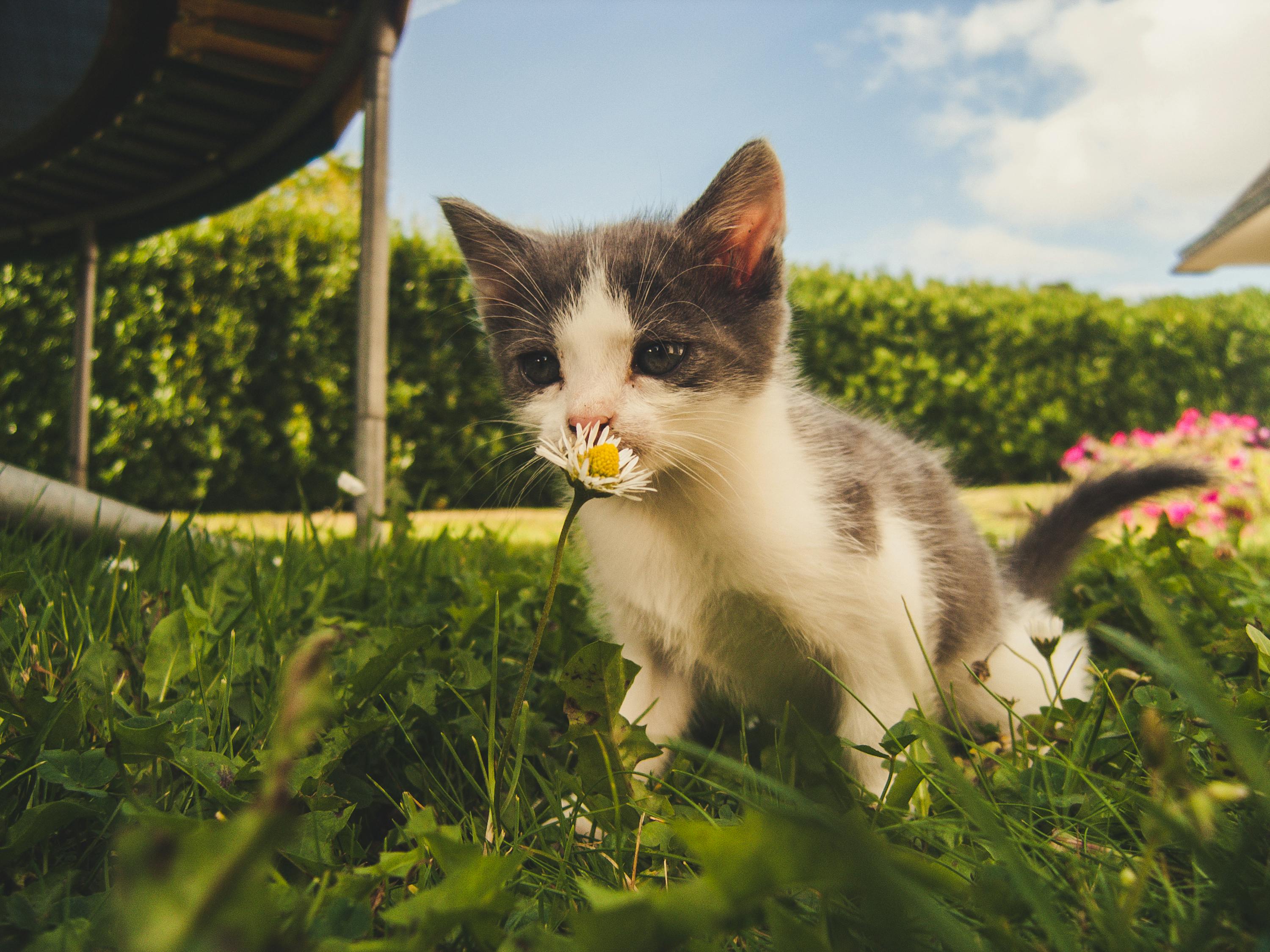 猫咪后院最新版1.10，猫咪后院最新版1.10游戏介绍与体验