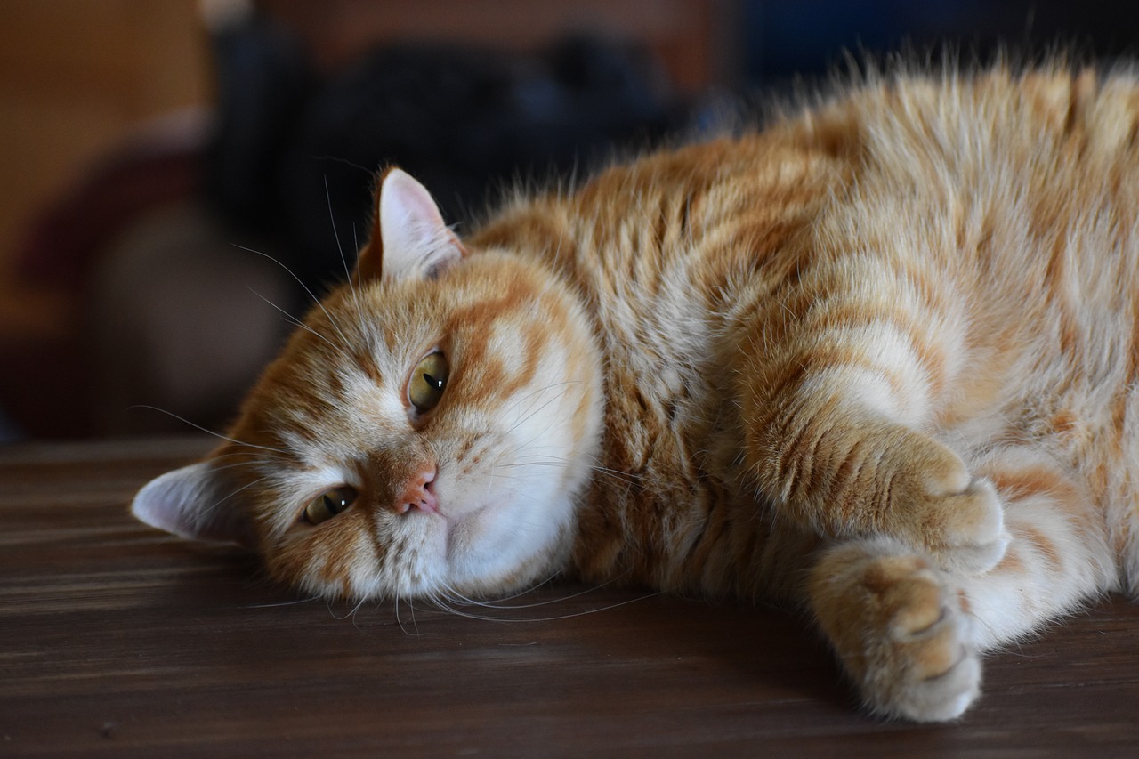 揭秘最新版穿越时空的猫破解攻略，轻松畅游奇幻世界！，穿越时空猫终极攻略，解锁奇幻世界之旅