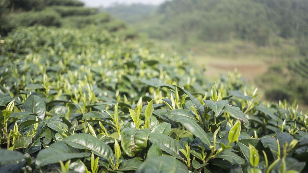 云南茶叶品种排名榜最新，云南茶叶品种排名榜及特色探究