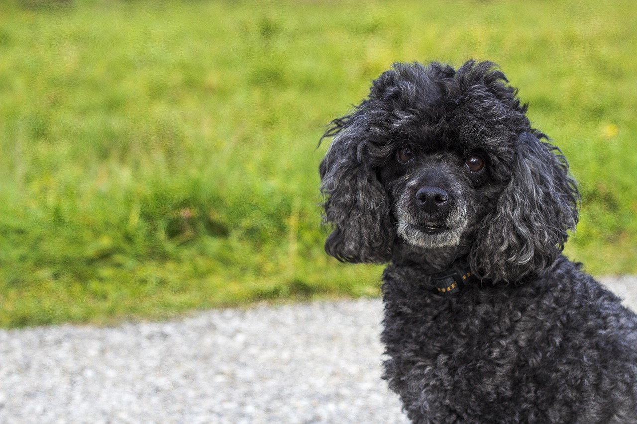 西安护卫犬价格查询网最新，西安护卫犬价格行情一览