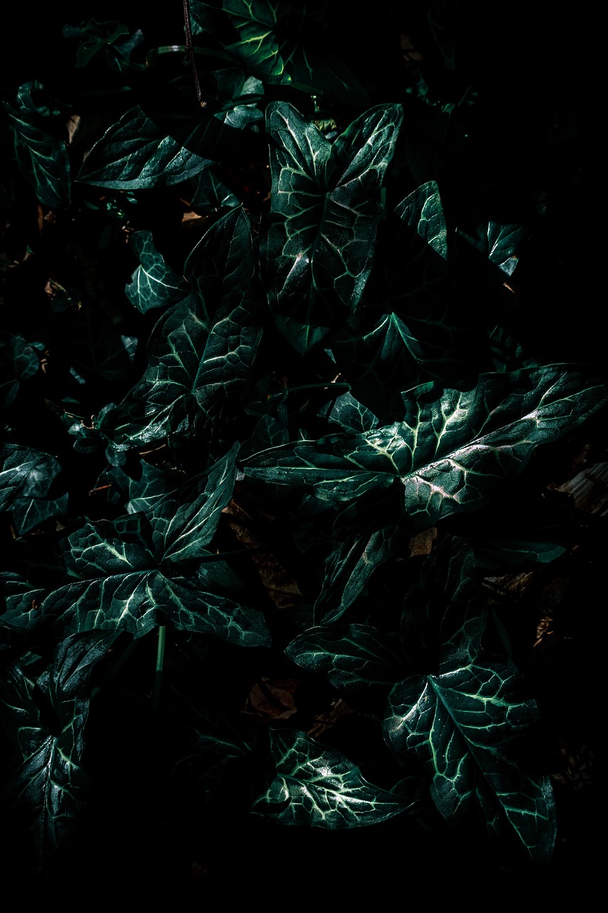 绿色周报最新信息，引领绿色生活，关注环保动态，绿色周报最新资讯，引领绿色生活，关注环保动态进展