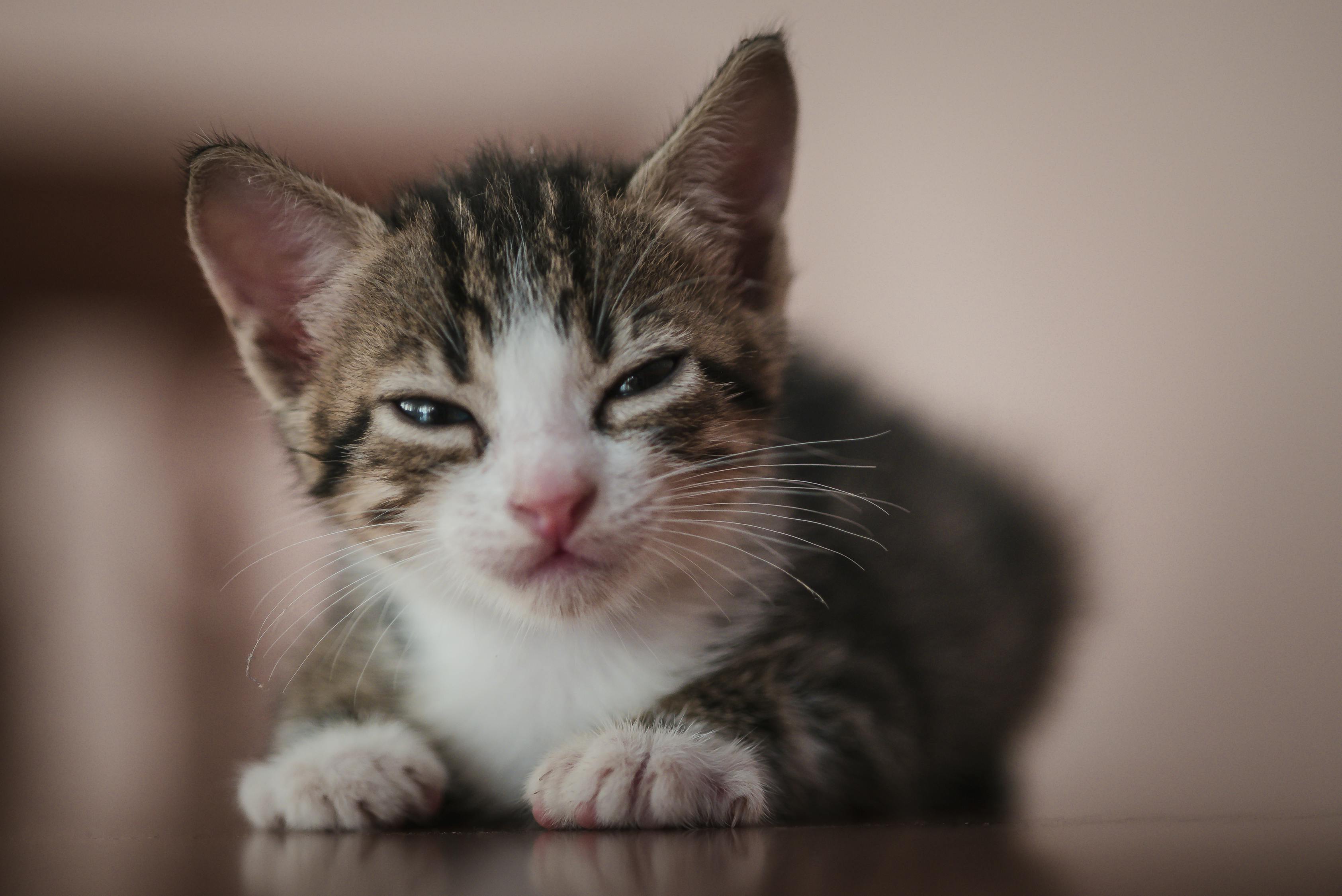 猫和老鼠杰瑞解说最新版，猫和老鼠杰瑞解说全新版本揭秘