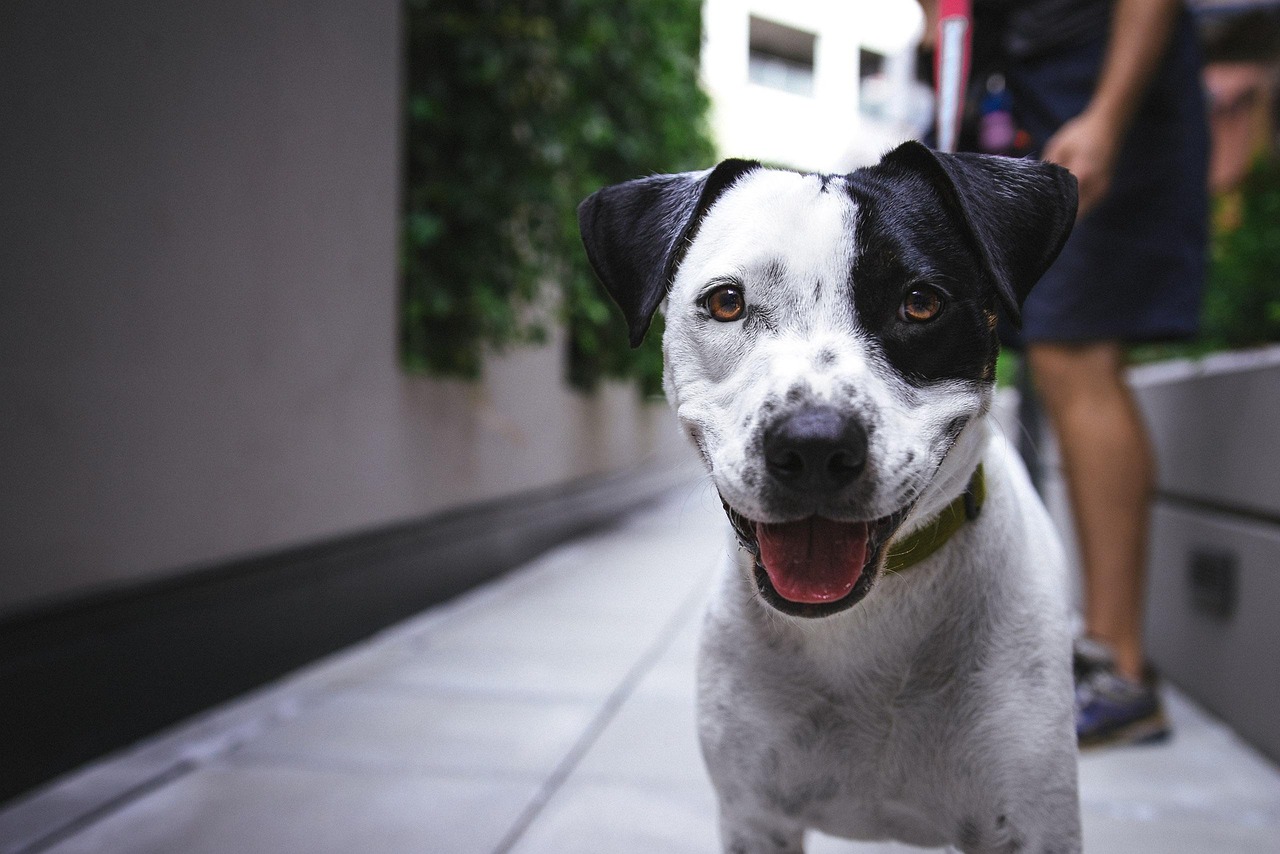 狗狗热门品类排行榜最新，了解最受欢迎的犬种，热门犬种排行榜最新更新，揭示最受欢迎的狗狗品种