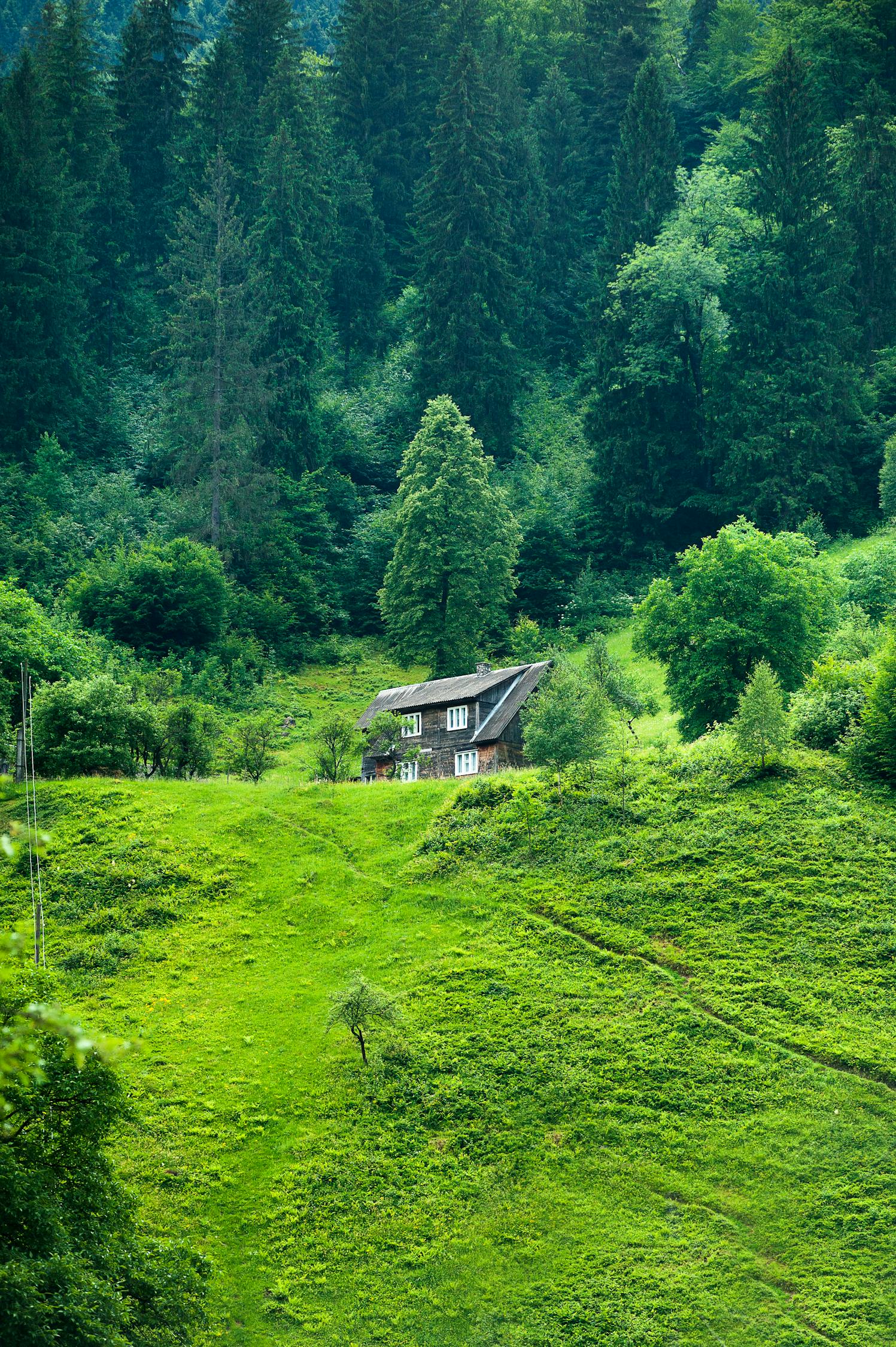 福建云雾香茶价格表最新，深度解析市场现状与未来趋势，福建云雾香茶最新价格表，市场现状深度解析与未来趋势展望